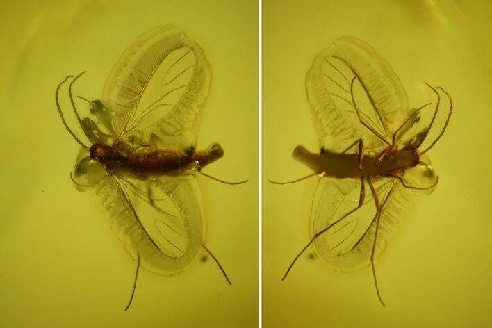 Three Fossil Flies (Diptera) In Baltic Amber #166257